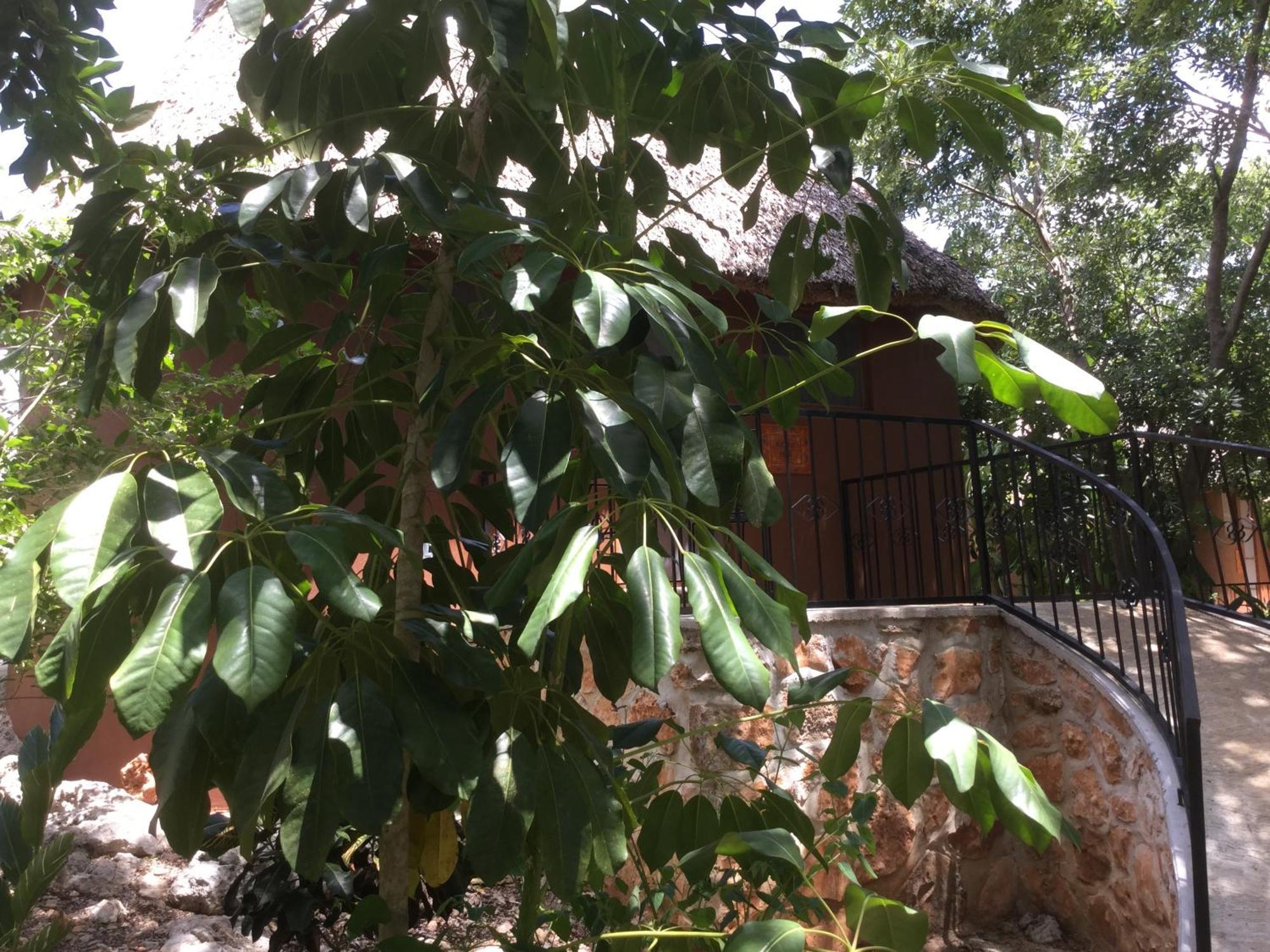 The Pickled Onion B&B And Restaurant Uxmal Santa Elena Habitación foto